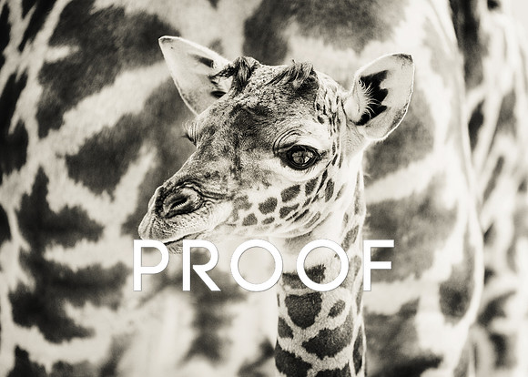 New Baby Giraffe at the Nashville Zoo, December 2013