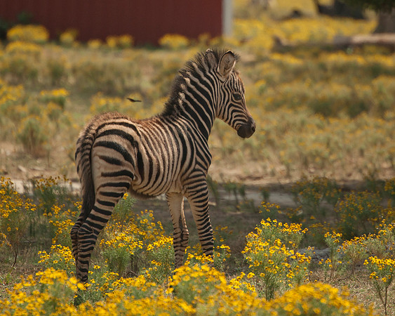 6-day-old Zebra