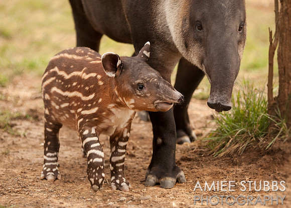 Baby Baird's Tapir