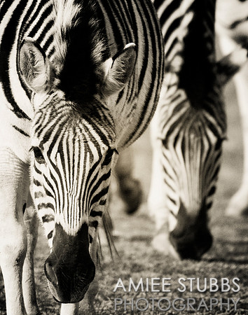 Damara Zebra