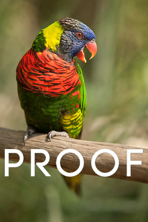 Rainbow Lorikeet