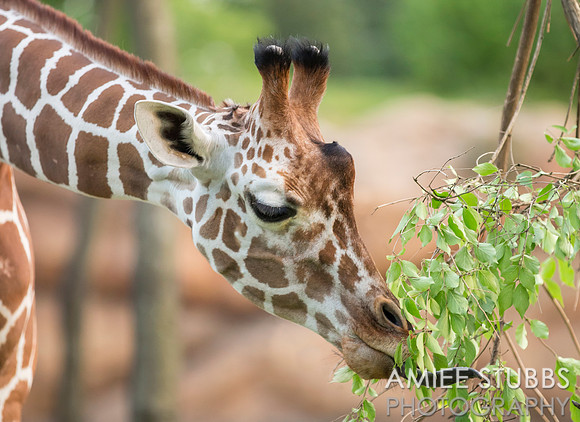 Reticulated Giraffe