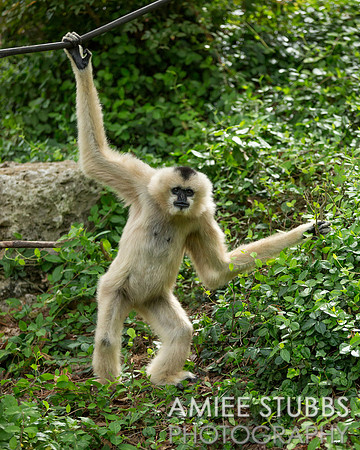 White-Cheeked Gibbon