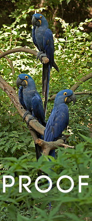 Hyacinth Macaws