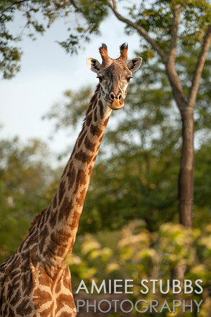 Masai Giraffe