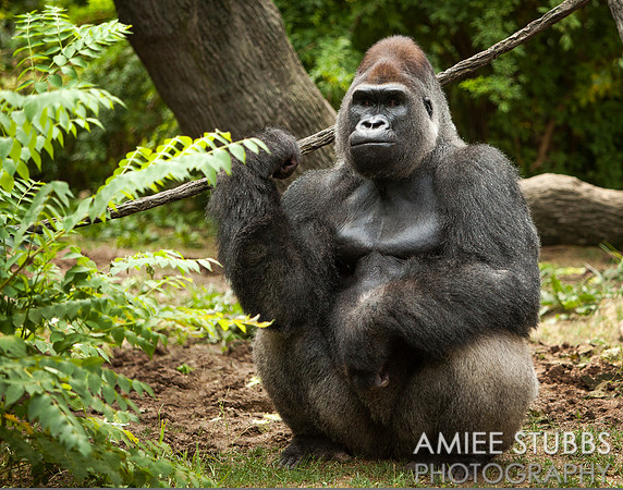 Gorilla
