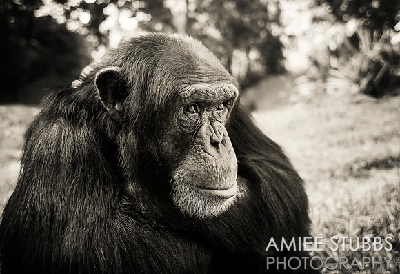 Chimpanzee