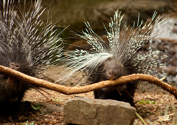 African Crested Porcupine