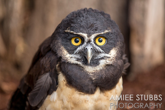 Spectacled Owl