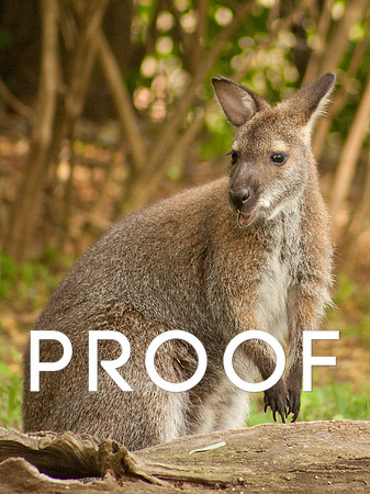 Wallaby