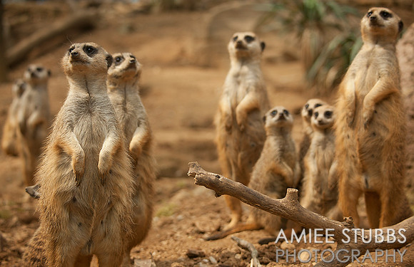 Meerkats
