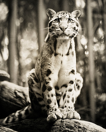 Clouded Leopard RV