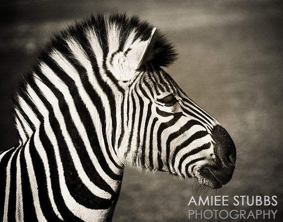 Damara Zebra