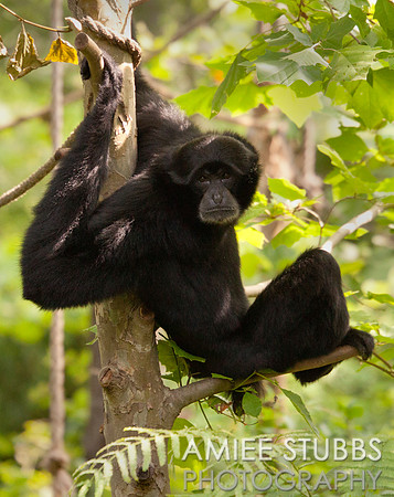 Siamang