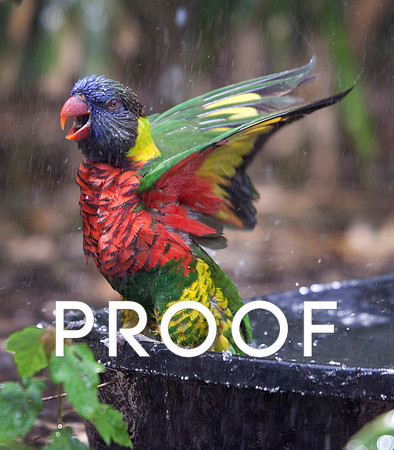Rainbow Lorikeet