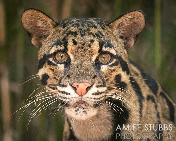 Clouded Leopard