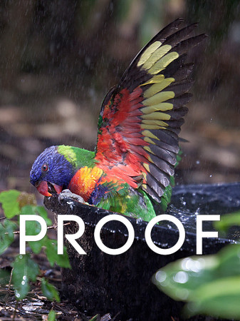 Rainbow Lorikeet