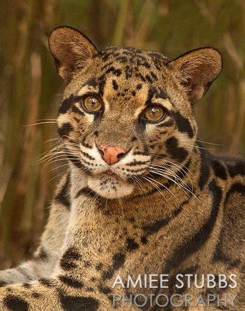 Clouded Leopard