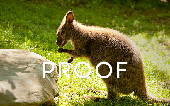 Wallaby