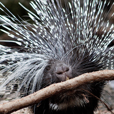 African Crested Porcupine