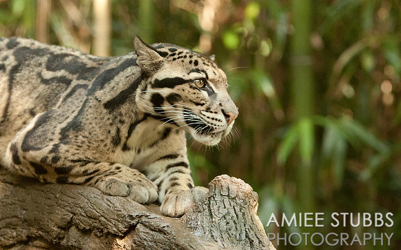 Clouded Leopard