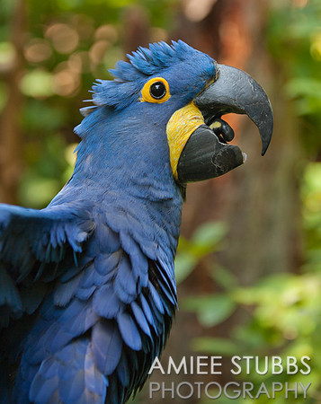 Hyacinth Macaw