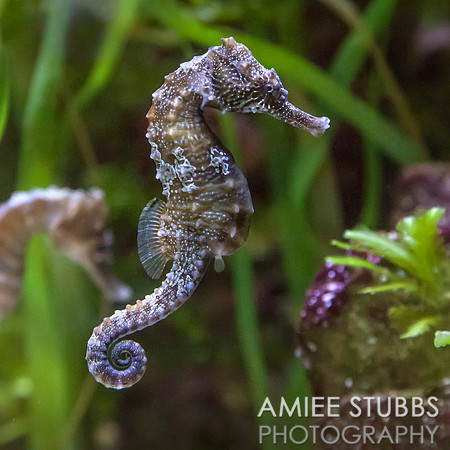 Seahorse