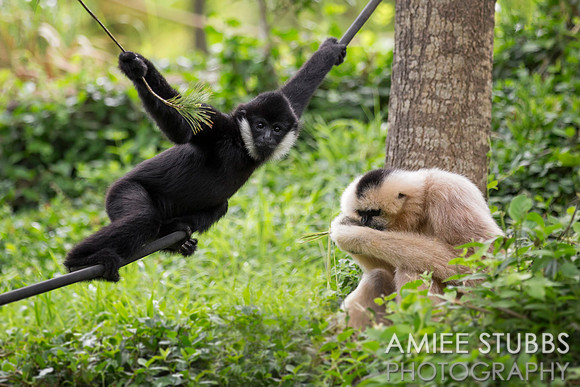 White-Cheeked Gibbon