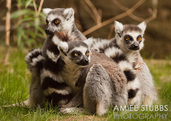 Ring-tailed Lemurs