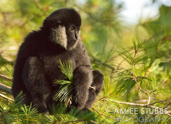 White-Cheeked Gibbon