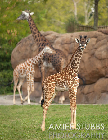 Masai Giraffe