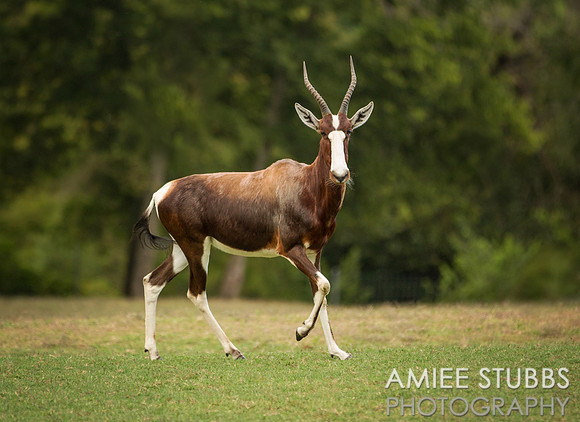 Bontebok