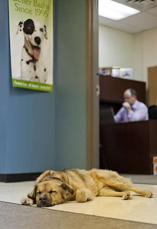 Laika sleeping in the office