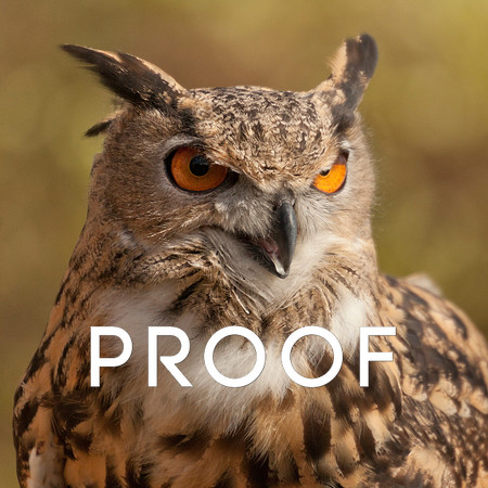 Eurasian Eagle Owl