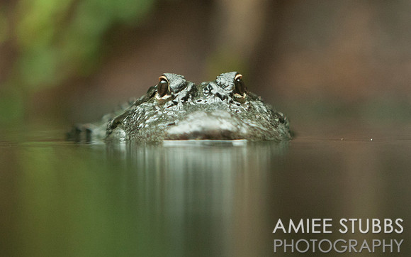 American Alligator