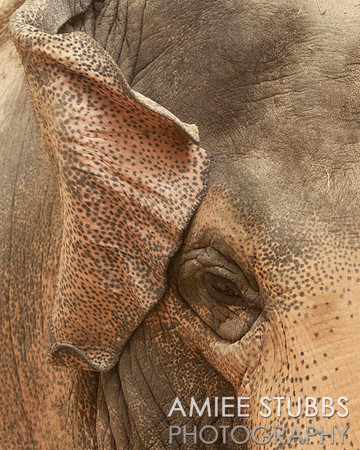 Asian Elephant