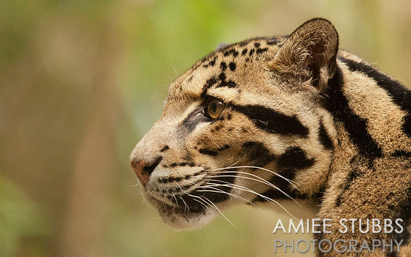 Clouded Leopard
