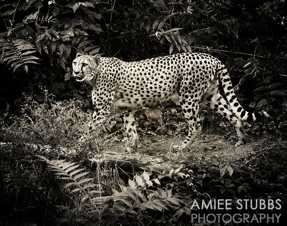 Cheetah