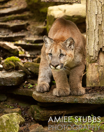 Cougar