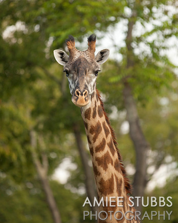 Masai Giraffe