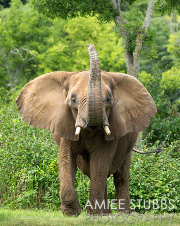 African Elephant