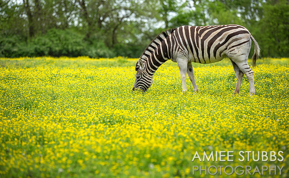 Damara Zebra