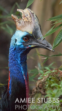 Cassowary