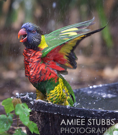 Rainbow Lorikeet