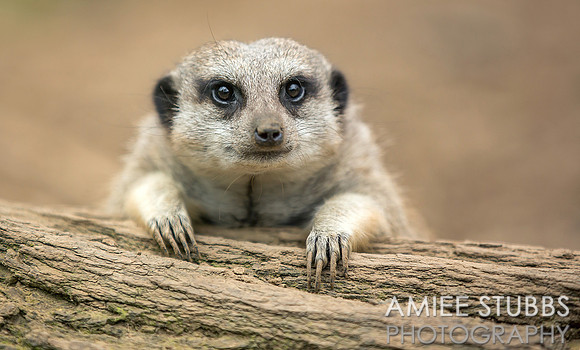 Meerkat