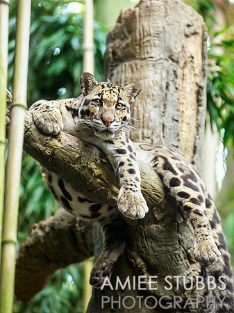 Clouded Leopard