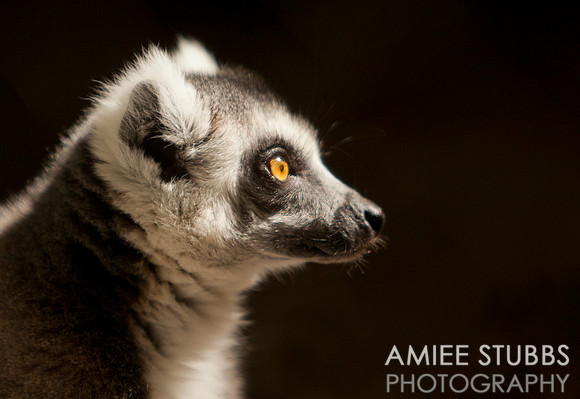 Ring-tailed Lemur