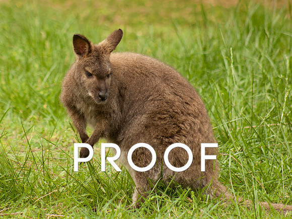 Wallaby