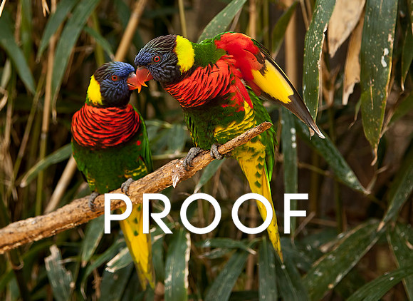 Rainbow Lorikeets