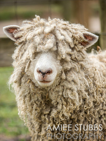 Sheep